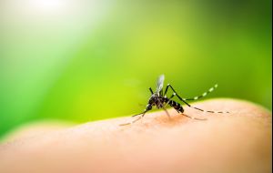 Dengue: Confira os principais sintomas e saiba como combater a doença