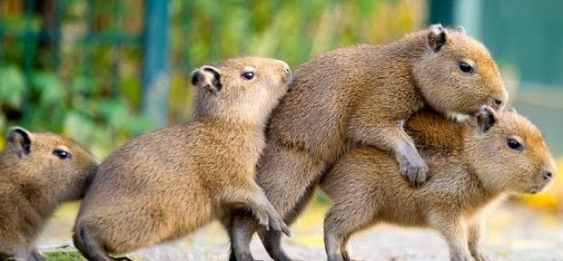 Fotos bizarras de animais flagrados em situações curiosas