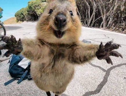 Ciclista regista encontro incrível com o rei das selfies